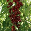 Helena columnar cherry