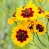 Coreopsis višegodišnja - sadnja i njega
