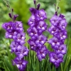 Kraljevski cvijet u pejzažnom dizajnu - gladiolus u kompozicijama