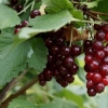 Grahorica crvene ribizle (viktorija): opis, ukusne osobine plodova