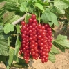 Red ribes