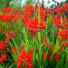Crocosmia (montbrecia) višegodišnja: sadnja i njega, fotografija cvijeća