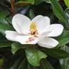 Velikocvjetna magnolija grandiflora (grandiflora): fotografija, opis, recenzije, otpornost na mraz