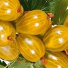 Gooseberry amber