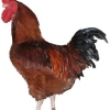 Redbro chickens