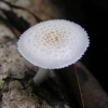 Lepiota brebisson: opis i fotografija