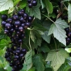 Najbolje sorte crne ribizle za različite regije
