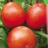 Najbolje srednje sorte paradajza