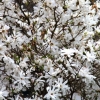 Magnolia stellata (zvezdasta, stellata): rosea, kraljevska zvijezda, vateli, fotografija i opis s...