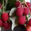 Raspberry eurasia