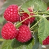 Raspberry kirzhach