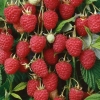 Raspberry buly