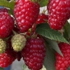 Raspberry lyachka