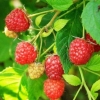 Raspberry polana
