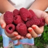 Raspberry tadmor