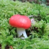 Marinirana russula za zimu: recepti za kuhanje u teglama