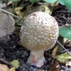 Amanita biser: fotografija i opis