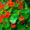 Nasturtium: sadnja i njega na otvorenom polju