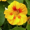 Nasturtium: sakupljanje sjemena