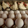 Da li brojleri nose jaja