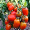 Paradajz niskog rasta - najproduktivnije sorte