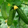 Ajax cucumbers