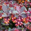 Opis žutike superbe (berberis ottawensis superba)