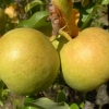 Opis bergamot kruške