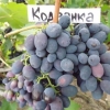 Opis moldavskog grožđa kodryanka