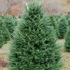 Phraser fir description