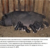 Značajke držanja prasadi i svinja zimi kod kuće