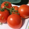 Značajke sorte paradajza početnik