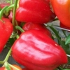 Egipatska snaga slatke paprike: karakteristike i opis sorte, fotografije, recenzije