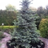 Concolor fir