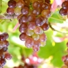 Prednosti i mane libijskog grožđa
