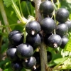 Detaljan opis sorte crne ribizle selechenskaya