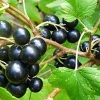 Detaljan opis sorti crnog ribizla