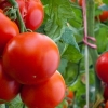 Detaljan opis i karakteristike sorte paradajza yamal