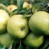 Detaljan opis sorte jabuke semerenko