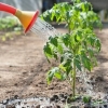 Zalivanje rasada paradajza