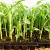 Sadnja kukuruza za sadnice