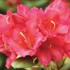 Rhododendron jagello: opis, recenzije, fotografije