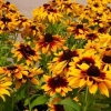 Rudbeckia perennial
