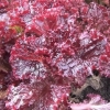 Lollo rossa salata - uzgoj