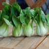 Pak-choi salata: opis, uzgoj i njega, recenzije