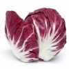 Radicchio zelena salata - uzgoj