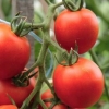 Sjeme paradajza za lenjingradsku regiju: sorte, uzgoj