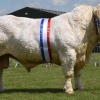 Pasmina krava charolais: opis