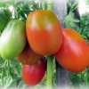 Standardne sorte paradajza za plastenike