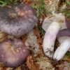 Plavo-žuta russula: opis gljive, fotografija